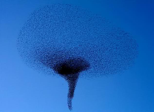 Birds flying in a wind vortex